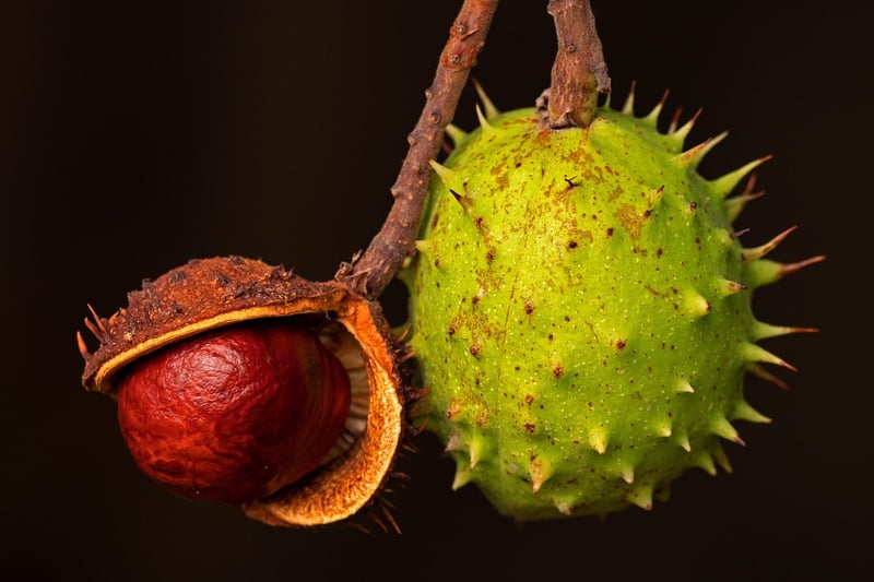 Enchanted fruits