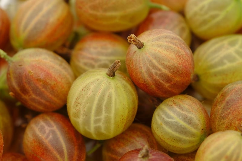 Starlight Berries