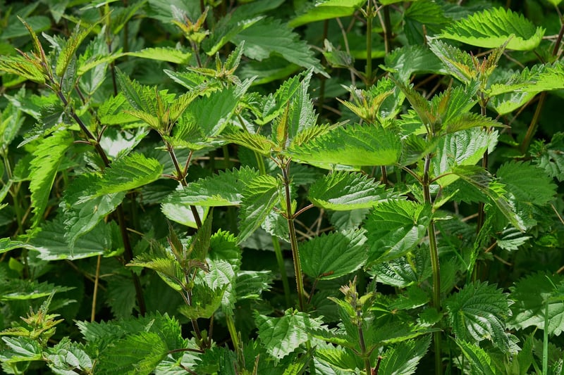 Nettle Plant